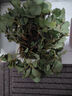 草莓秧苗四季草莓苗盆栽家庭陽(yáng)臺種植奶油天使地栽果樹(shù)苗當年結果 奶油草莓苗20顆帶土 曬單實(shí)拍圖
