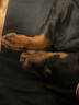 春燕美寵杜賓犬幼犬純種杜賓犬寵物狗活體幼崽德系美系伴侶犬守護犬工作犬 血統(tǒng)級 請聯(lián)系客服選 曬單實拍圖