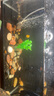 云峰海瑞 觀(guān)賞螺水族活體缸壁除藻螺魚(yú)缸除藻清淤活化床底 洋蔥螺5只(顏色隨機) 曬單實(shí)拍圖