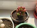 多肉植物組合盆栽小綠植花卉玉露大顆好養室內精品肉肉陽(yáng)臺喜光 虹之玉3-4cm加盆土 曬單實(shí)拍圖