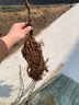 正宗四川紅心獼猴桃樹苗嫁接苗南方種植盆栽水果樹苗彌猴桃苗果苗 【建議購買】獼猴桃授粉公樹 4年苗 曬單實(shí)拍圖