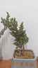 【買(mǎi)一發(fā)二】迎客松盆栽真樹(shù)室內陽(yáng)臺高檔花卉盆景松樹(shù)四季綠植物 超值推薦13年苗（買(mǎi)1發(fā)2）送肥+送育盆 曬單實(shí)拍圖