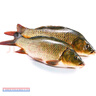京鮮送【鯉魚(yú)】微山湖大鯉魚(yú)新鮮活鮮四鼻鯉魚(yú) 大魚(yú) 活魚(yú)現殺淡水魚(yú) 兩條裝(殺好總重3.8斤-4.0斤 曬單實(shí)拍圖