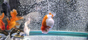 尼特利（NETLEA）氧氣泵充電式交直流增氧泵養魚(yú)水族箱打氧泵智控氣泵魚(yú)缸客廳家用 3號增氧泵220V裸機版 黑 曬單實(shí)拍圖