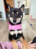 TOUCHDOGSugar防護型狗狗胸背衣牽引繩套裝小中大型犬背心式胸背帶防爆沖 黃 胸背牽引繩套裝 L碼【建議18-36斤】 曬單實拍圖