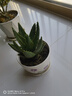 綠有意蘆薈盆栽室內除甲醛凈化空氣綠植物辦公桌多肉四季好養花卉仙人掌 【3盆實(shí)惠】大號蘆薈(原土盆) 含盆 曬單實(shí)拍圖