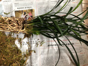 華香園【綠英】蘭花苗濃幽香型不帶花苞辦公室內盆栽盆景耐陰綠植物綠植 綠英1棵5苗不帶花苞裸根發(fā)貨 曬單實(shí)拍圖