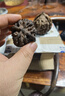 老農(nóng)哥【現(xiàn)貨】賭青皮文玩核桃麻核桃獅子頭原果大官帽虎頭青果現(xiàn)摘 虎頭59-60mm一對(duì) 曬單實(shí)拍圖