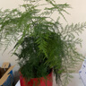 御春閣文竹盆栽植物室內(nèi)辦公室綠植花卉盆栽盆景四季常青小盆栽綠植樹苗 精品文竹高度40厘米左右（帶盆帶土） 曬單實(shí)拍圖
