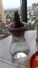歐悟 進口帶芽風(fēng)信子種球 室內(nèi)盆栽花卉綠植耐寒易活植物水培花卉球根 藍星 單顆種球 單顆種球不含盆 曬單實拍圖