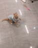 曇蓓漫貓咪衣服寵物狗狗衣服保暖秋冬季外套布偶德文無(wú)毛貓幼貓幼犬外套 【雙層毛絨 防風(fēng)保暖】 M 【藍色建議3.5-5斤】 （帶有牽引扣可掛牽引繩） 曬單實(shí)拍圖