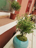 小葉赤楠盆景老樁金絲楠木盆栽綠植室內辦公室綠植物四季好養花卉 小葉赤楠+舍得陶瓷盆+苔蘚 曬單實(shí)拍圖