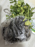 進(jìn)口根芹秧子根芹苗秧皇后西芹苗種苗春天四季盆栽高產(chǎn)芹菜苗抗病 【綠草茸茸】根芹20顆收藏送肥 曬單實拍圖