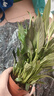 白掌一帆風(fēng)順盆栽室內(nèi)綠植教室植物盆栽吸水盆栽植物室內(nèi)凈化空氣 白掌送菱形白盆 曬單實(shí)拍圖