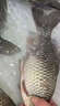 聚漁者過(guò)江風(fēng)釣魚(yú)餌料狂口縱橫噴霧劑黑坑野釣通殺鯽魚(yú)鯉魚(yú)草魚(yú)專用餌料 一瓶裝【江河絕戶餌】 曬單實(shí)拍圖