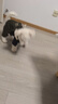 喵先生 寵物狗狗衣服小型犬泰迪衣服冬季狗衣服小狗幼犬衣服四腳棉 大口袋背帶褲M(mǎn)碼 建議7-8斤內 曬單實(shí)拍圖