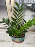 京悠雨德國金錢(qián)樹(shù)盆栽客廳大棵擺件圓葉旺宅綠植花卉室內水培植物發(fā)財樹(shù) 小盆金錢(qián)樹(shù)25-30cm6-8株(原土盆)+送營(yíng)養 曬單實(shí)拍圖