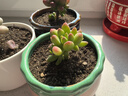 多肉植物組合盆栽小綠植花卉玉露大顆好養室內精品肉肉陽(yáng)臺喜光 乙女心3-4cm加盆土 曬單實(shí)拍圖