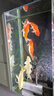 金采虹快清神奇快清彩虹快清魚(yú)缸水質(zhì)凈水劑除腥臭水質(zhì)澄清劑 彩虹快清12盒裝(60包) 曬單實(shí)拍圖