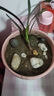 元井四季君子蘭盆栽帶花苞小苗花卉植物室內(nèi)易活綠植水培好養(yǎng)壯苗開花 【君子蘭2棵裝】優(yōu)質(zhì)5-6片葉 曬單實拍圖