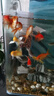 AIPHAROW純種黑色龍鳳錦鯉長尾錦鯉活體觀賞魚黃金錦鯉白金魚淡水蝴蝶鯉魚 黃金錦鯉6-8厘米5條 曬單實(shí)拍圖