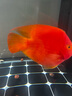 仟湖紅瑞神羅漢魚(yú)飼料增艷成長(zhǎng)起頭專(zhuān)用魚(yú)食財(cái)神血鸚鵡魚(yú)魚(yú)糧高蛋白質(zhì) 中粒430g增艷紅瑞神 曬單實(shí)拍圖
