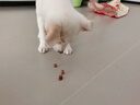 凱銳思寵物狗狗訓(xùn)練獎勵零食補鈣牛肉粒泰迪金毛幼犬小型犬大禮包 【大規(guī)格】蛋黃牛肉粒1kg一包 牛肉味 曬單實拍圖