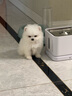 祥彥方依純種博美幼犬活體茶杯犬寵物狗活體長(zhǎng)不大俊介茶杯狗哈多利系球體 血統(tǒng)級(jí) 曬單實(shí)拍圖