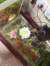 UOSO仿真荷花荷葉水池塘裝飾造景塑料假睡蓮花魚缸供佛舞蹈道具擺件 粉色荷花 10厘米 曬單實(shí)拍圖