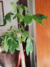臨雅發(fā)財樹(shù)綠植物客廳盆栽大棵室內擺大型步步高招財樹(shù)辦公室喬遷開(kāi)業(yè) 獨桿發(fā)財樹(shù)1.2-1.3米+福字盆 曬單實(shí)拍圖
