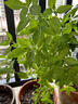 京悠雨羅勒葉九層塔盆栽可食用大苗金不換香草調(diào)料綠植物紫蘇迷迭香薄荷 九層塔(又名金不換羅勒葉)25厘米 原盆 含盆 曬單實(shí)拍圖