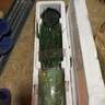 玫絢蘭花 春蘭宋梅 假一賠十盆栽花卉 紅嵐 一顆8苗連體 帶陶瓷盆土+底座 曬單實(shí)拍圖