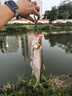 川品社路亞根釣鉤微物鉛頭鉤卷尾軟餌套裝防掛底翹嘴鱖魚專用假餌微物餌 x1細(xì)鉤4號6號1.5g各10枚【送30餌 曬單實拍圖