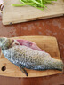 跑山密水農家水庫魚(yú) 新鮮鯉魚(yú)當日捕撈鮮魚(yú) 現殺現發(fā)生鮮魚(yú)類(lèi)生態(tài)魚(yú) 鯉魚(yú) 2斤 （非凈重） 曬單實(shí)拍圖