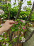 別墅古典造景樹(shù)西府海棠垂絲海棠綠化耐寒花卉景觀樹(shù)易活好養(yǎng) 垂絲海棠5-6公分 首選一級(jí)樹(shù)形 171cm(含)-200cm(含) 曬單實(shí)拍圖