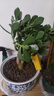 花行榜玉樹(shù)老樁大株盆栽多肉植物室內綠植 30-40cm高含加侖盆源頭直發(fā) 曬單實(shí)拍圖