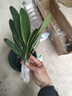 [當年開(kāi)花】君子蘭花苗裸根發(fā)貨室內外四季常青植物盆栽君子蘭苗 新品君子蘭【云彩】 新品10-12片葉【當年開(kāi)花】 曬單實(shí)拍圖