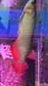 OIMG冰鮮冷凍北水單凍麥穗魚(yú)泥鰍紅蟲(chóng)河蝦龍虎魟魚(yú)羅漢銀龍魚(yú)飼料 單凍小號麥穗魚(yú)   4斤【干冰發(fā)貨】 曬單實(shí)拍圖