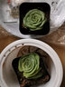 納格蘭特玉蓮 新款多肉植物 超萌多肉組合綠植盆栽花卉肉肉植物 耶羅玫瑰2-5cm 含盆土 曬單實拍圖