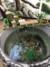 萌寵小灰狼新B款竹子流水擺件養魚(yú)過(guò)濾加氧自動(dòng)竹子流水器循環(huán)魚(yú)缸過(guò)濾器 無(wú)霧化器 竹排長(cháng)80cm-送水泵 過(guò)濾石 曬單實(shí)拍圖
