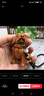 手把件黃花梨十二生肖狗木雕手把件旺財(cái)木質(zhì)工藝品實(shí)木文玩車掛繩 猴帶繩子 曬單實(shí)拍圖