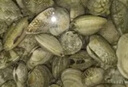 安峰山鮮活花甲 鮮活發(fā)貨新鮮海鮮花甲無(wú)沙花蛤花蛤文蛤新鮮貝類蜆子 花 5斤 精選裝 曬單實(shí)拍圖