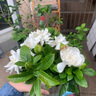 梔子花盆栽帶花苞樹(shù)苗植物辦公室內陽(yáng)臺桌面花卉四季開(kāi)花好養綠植 【多分支大苗】精品梔子花+白幾何陶瓷盆【帶盆栽好】 帶盆栽好 曬單實(shí)拍圖