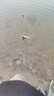 川品社洛陽球球釣路亞逗釣鯽魚線組全套配件動(dòng)態(tài)軟珠餌套裝球球路滑釣組 路亞逗釣套裝+紅蟲味軟珠 送雙鉤 曬單實(shí)拍圖