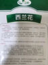菊苣種籽大葉多年生兔子草種豬牛魚雞鴨鵝愛吃的養(yǎng)殖四季牧草種子 大葉菊苣凈子250克 曬單實拍圖