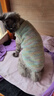 矮腳貓斯芬克斯無(wú)毛貓衣服德文寵物貓咪秋冬款貂絨家居服柔軟保暖 淡綠色 S號建議體重3到5斤參考尺碼表 曬單實(shí)拍圖