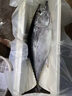 海捕金槍魚整條 黃鰭新鮮刺身壽司生吃冰鮮冰凍金槍魚10-100斤 冰鮮黃鰭（20-50斤）單拍不發(fā) 金槍魚【排酸多退少補(bǔ)】咨詢客服 曬單實拍圖