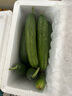 水果黃瓜新鮮生吃荷蘭無(wú)刺小黃瓜山東壽光綠色蔬菜現摘現發(fā)包郵 3斤 水果黃瓜-鉅惠促銷(xiāo) 曬單實(shí)拍圖