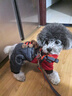 GOTP狗狗衣服冬季狗衣服泰迪小型犬四腳衣冬天小狗比熊加絨寵物過(guò)年衣 可愛(ài)小熊變身裝-[升級加絨加厚] S(建議3-4斤)需參考胸圍背長(cháng) 曬單實(shí)拍圖