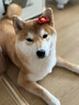 LISM狗狗發(fā)夾新年圣誕狗狗頭飾約克夏馬爾濟斯超小體bb夾博美可愛(ài)發(fā)卡 紅色新年狗子發(fā)夾 曬單實(shí)拍圖